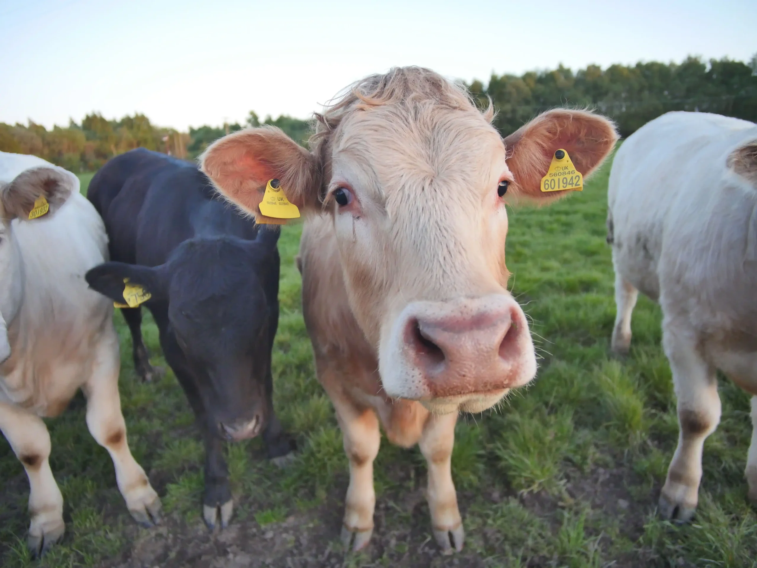 4 FASE SIKLUS BIRAHI SAPI SEBAGAI DASAR INSEMINASI BUATAN