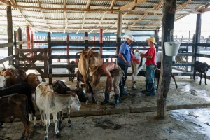 5 LANGKAH PERSIAPAN SEMEN DAN PERALATAN SEBELUM INSEMINASI BUATAN