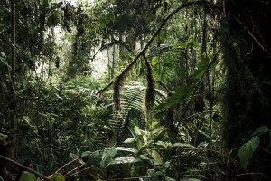 BAGAIMANA CARA MENENTUKAN POTENSI DAN KONDISI TEGAKAN DALAM PERENCANAAN HUTAN?