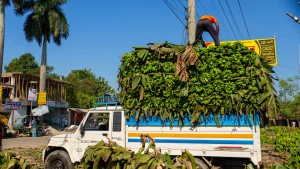 BAGAIMANA CARA MENGEMBANGKAN PRODUK DAN PASAR DALAM PEMASARAN AGRIBISNIS?