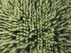 BAGAIMANA INVENTARISASI HUTAN MENJADI DASAR PENYUSUNAN RENCANA?