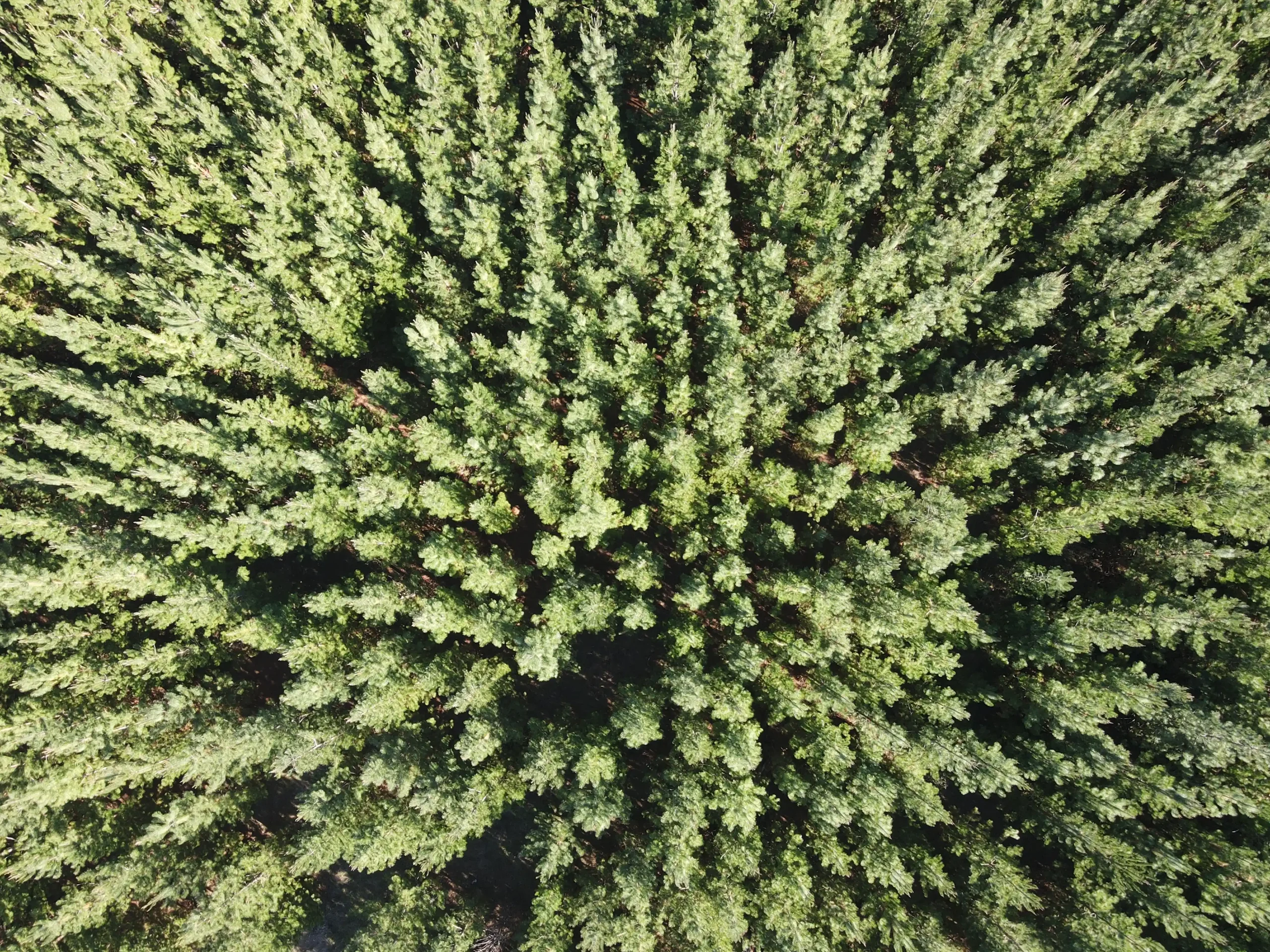 BAGAIMANA INVENTARISASI HUTAN MENJADI DASAR PENYUSUNAN RENCANA