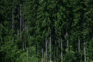 BAGAIMANA PERAN PROMOTOR KEHUTANAN MENDORONG PENGELOLAAN HUTAN YANG PRODUKTIF DAN BERKELANJUTAN?