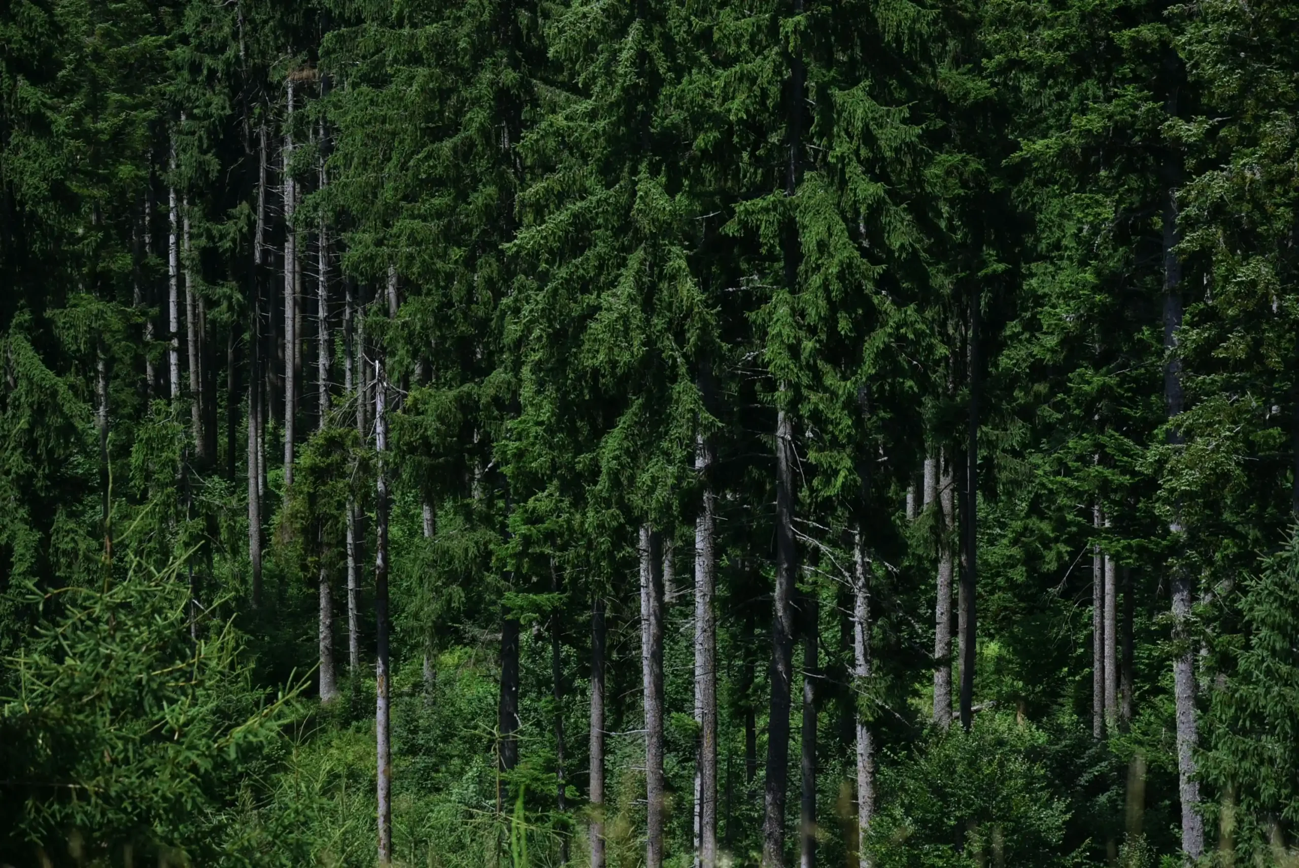 BAGAIMANA PERAN PROMOTOR KEHUTANAN MENDORONG PENGELOLAAN HUTAN YANG PRODUKTIF DAN BERKELANJUTAN