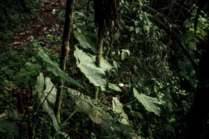 PARAMER MUTU FISIK BENIH TANAMAN HUTAN: UKURAN, KEMURNIAN, DAN KADAR AIR