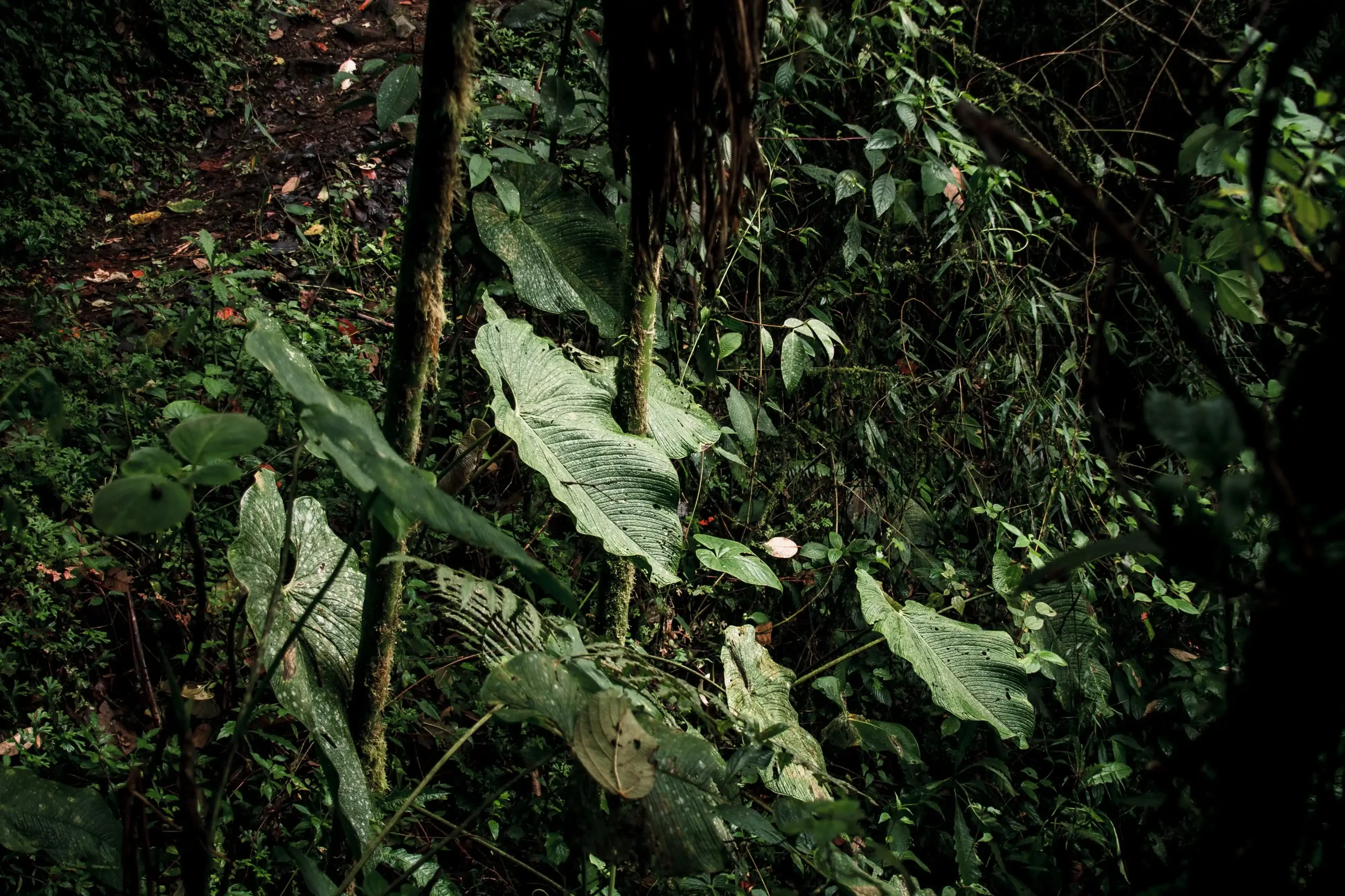 PARAMER MUTU FISIK BENIH TANAMAN HUTAN UKURAN, KEMURNIAN, DAN KADAR AIR