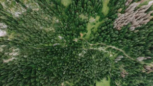 PEMETAAN KAWASAN HUTAN: TAHAPAN, DATA, DAN PERANNYA DALAM PERENCANAAN PENGELOLAAN